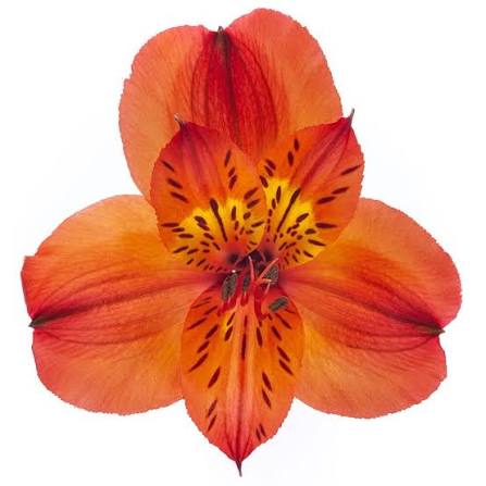 Hot Pepper Alstroemeria - Image 2