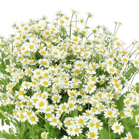 Tanacetum