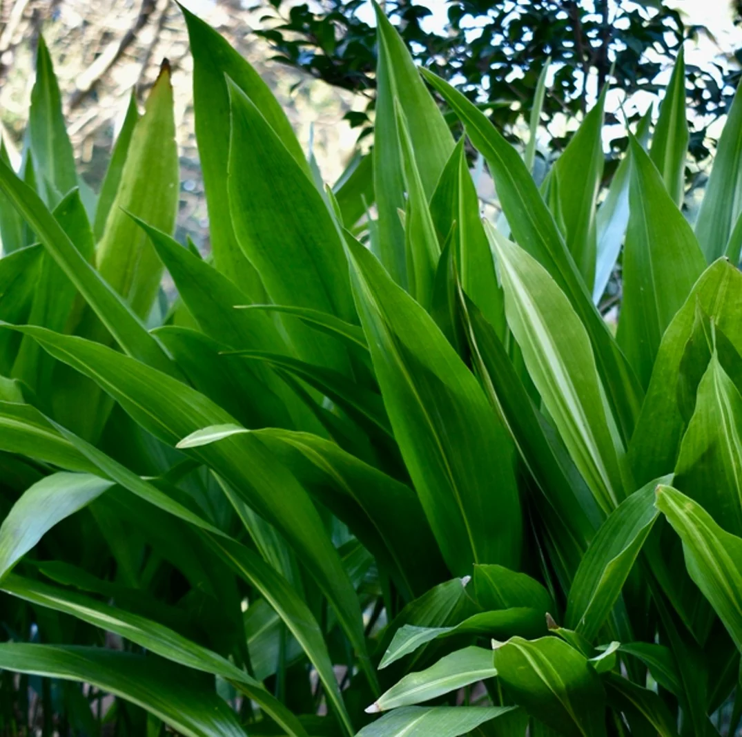 Aspidistra elatior
