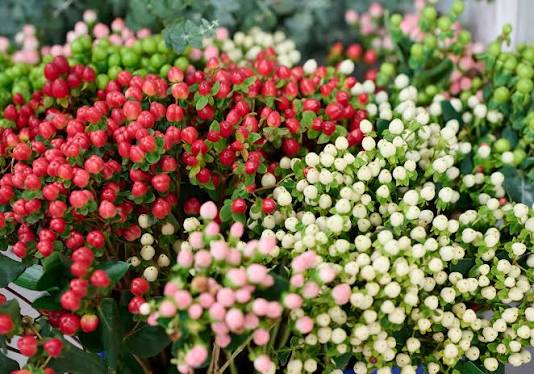 Hypericum
