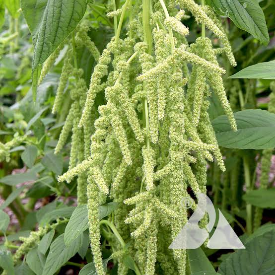 Amaranthus Green