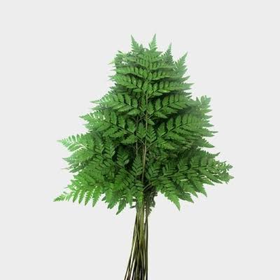 Leather Fern