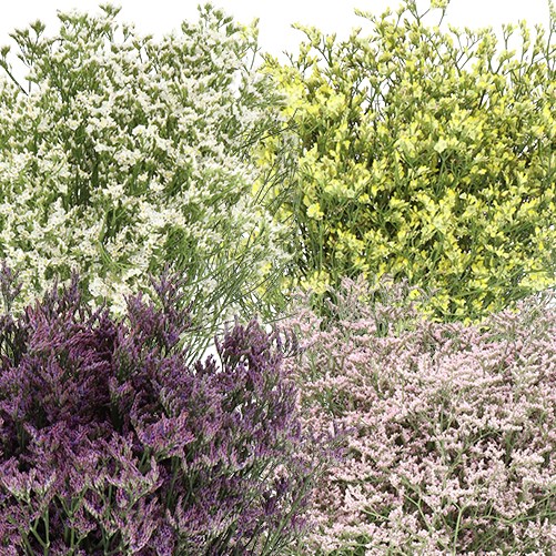Limonium