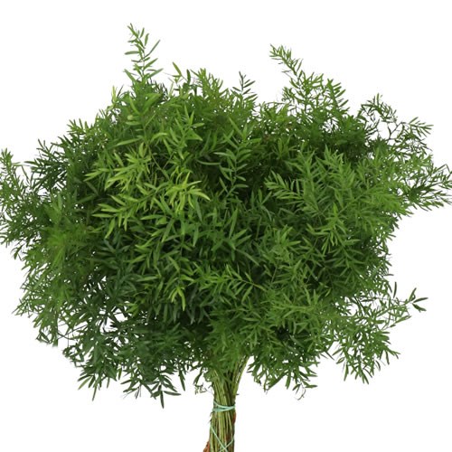Asparagus