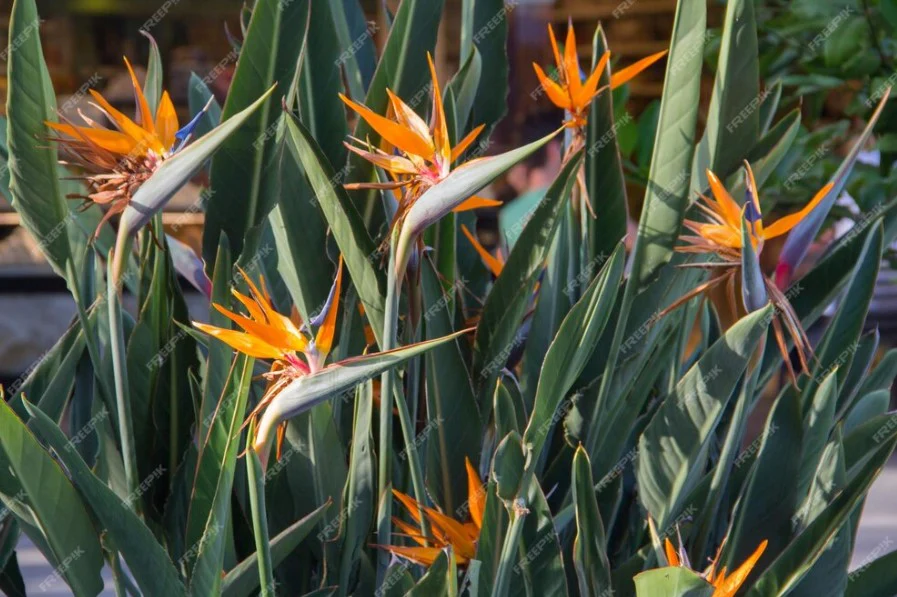 Bird of Paradise Leaves