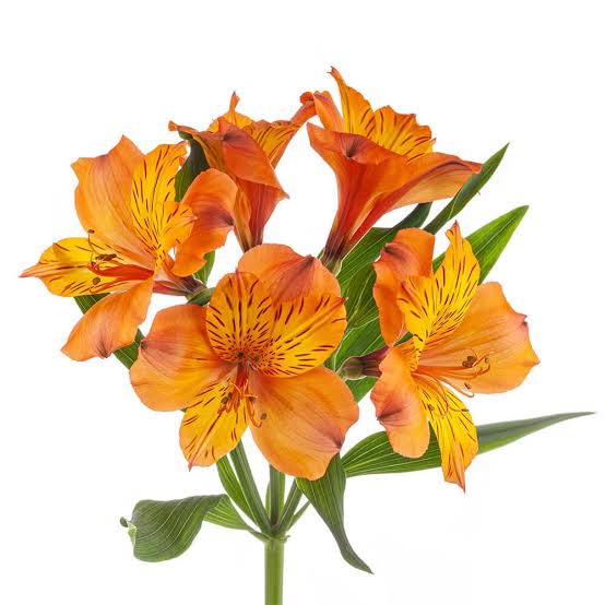 Jaffa Alstroemeria