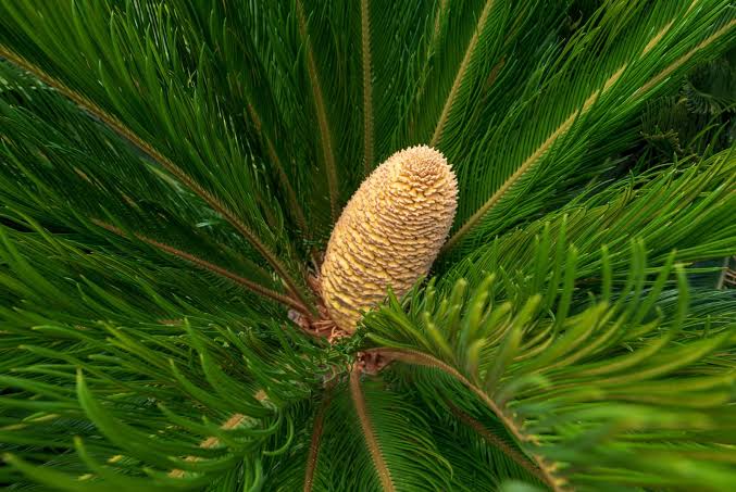 Cycas