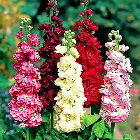 Matthiola (Stock)
