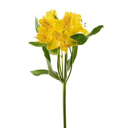 Alstroemeria Yellow