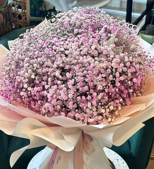 Gypsophila