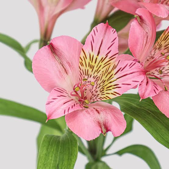 Alstroemeria Pink Amposta