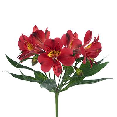 Angelina Alstroemeria