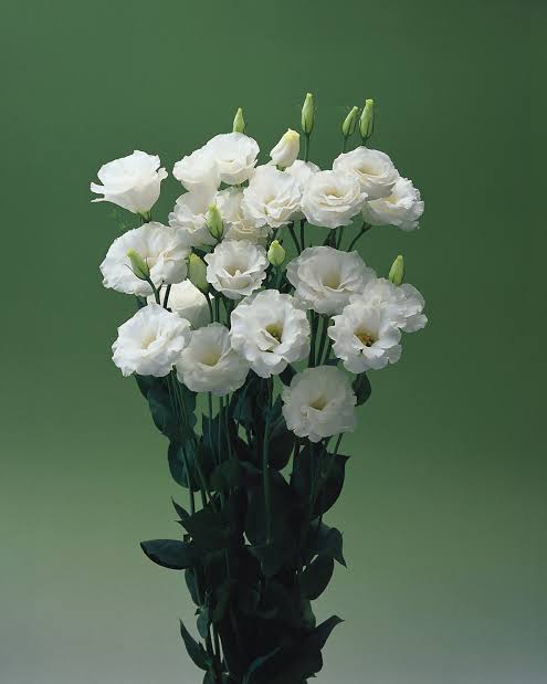 Eustoma