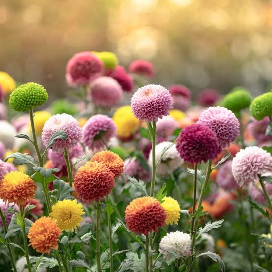 Chrysanthemums