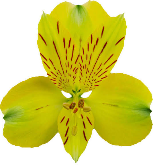 Yellowstone Alstroemeria