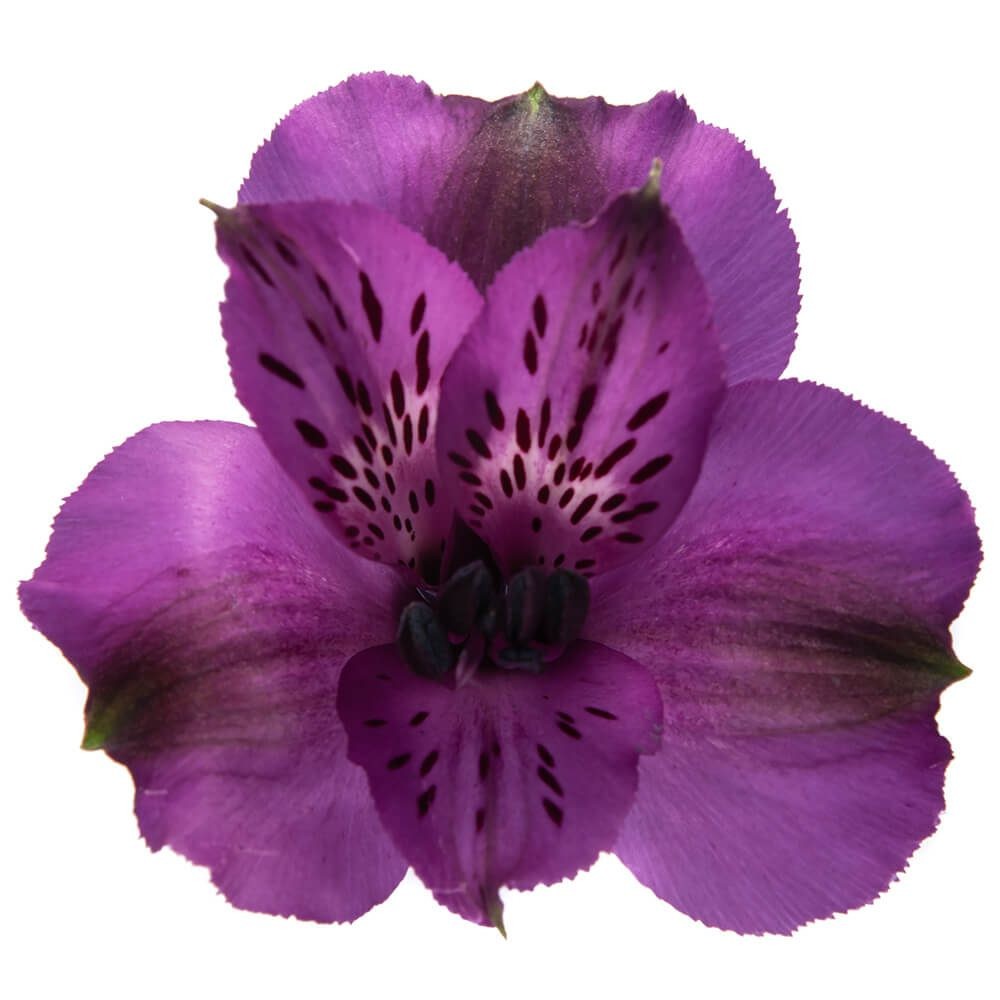 Xanadu Alstroemeria