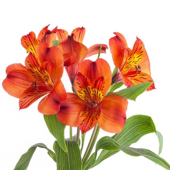 Hot Pepper Alstroemeria