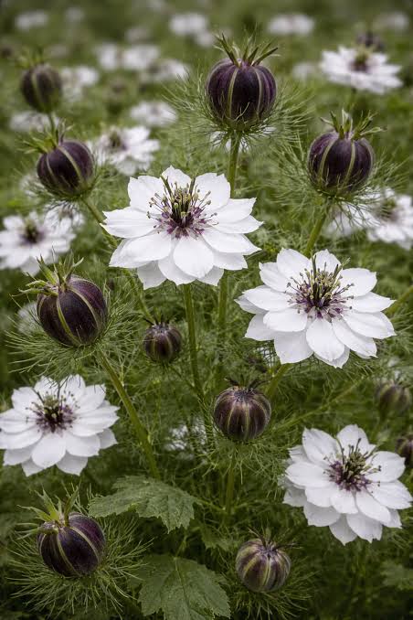 Nigella