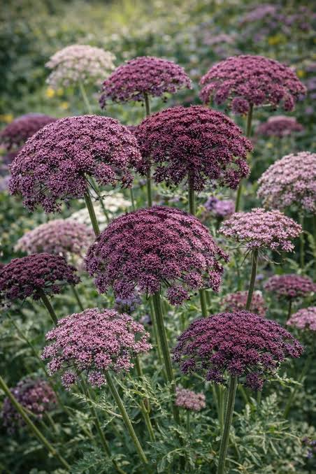 Daucus Carota