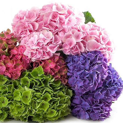 Hydrangea
