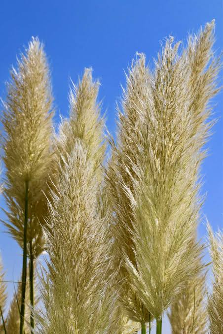 Pampas Grass