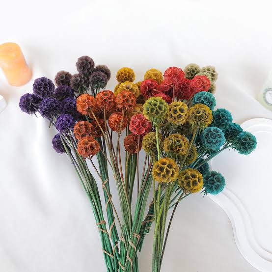 Tinted Scabiosa