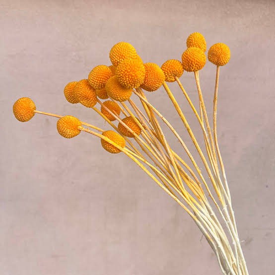 Dried Craspedia