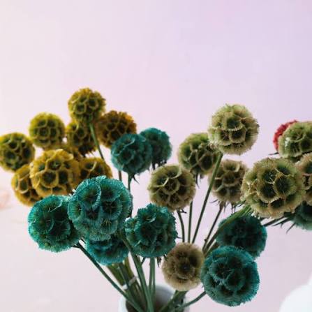 Tinted Scabiosa - Image 3