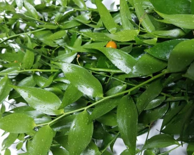 Ruscus