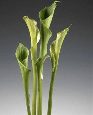Calla Lilies Green