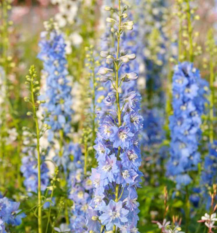 DELPHINIUM MAGICAL FOUNTAIN