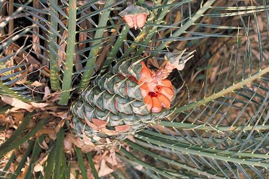 Cycads
