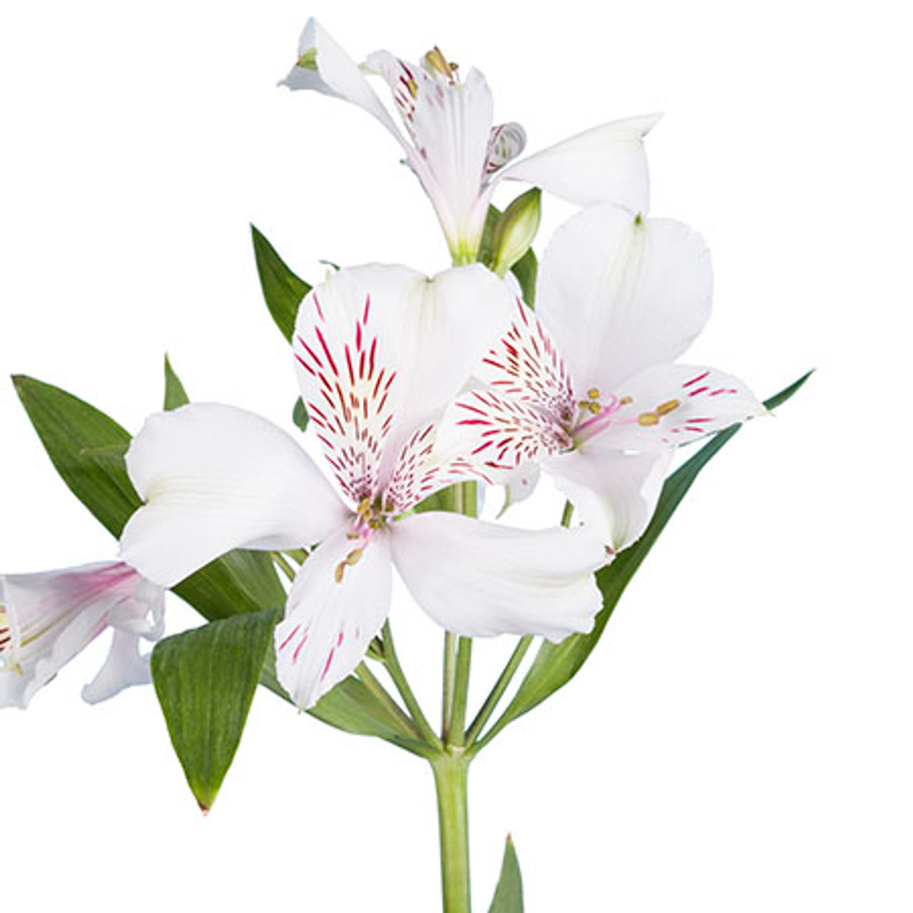 Alstroemeria White Diamond