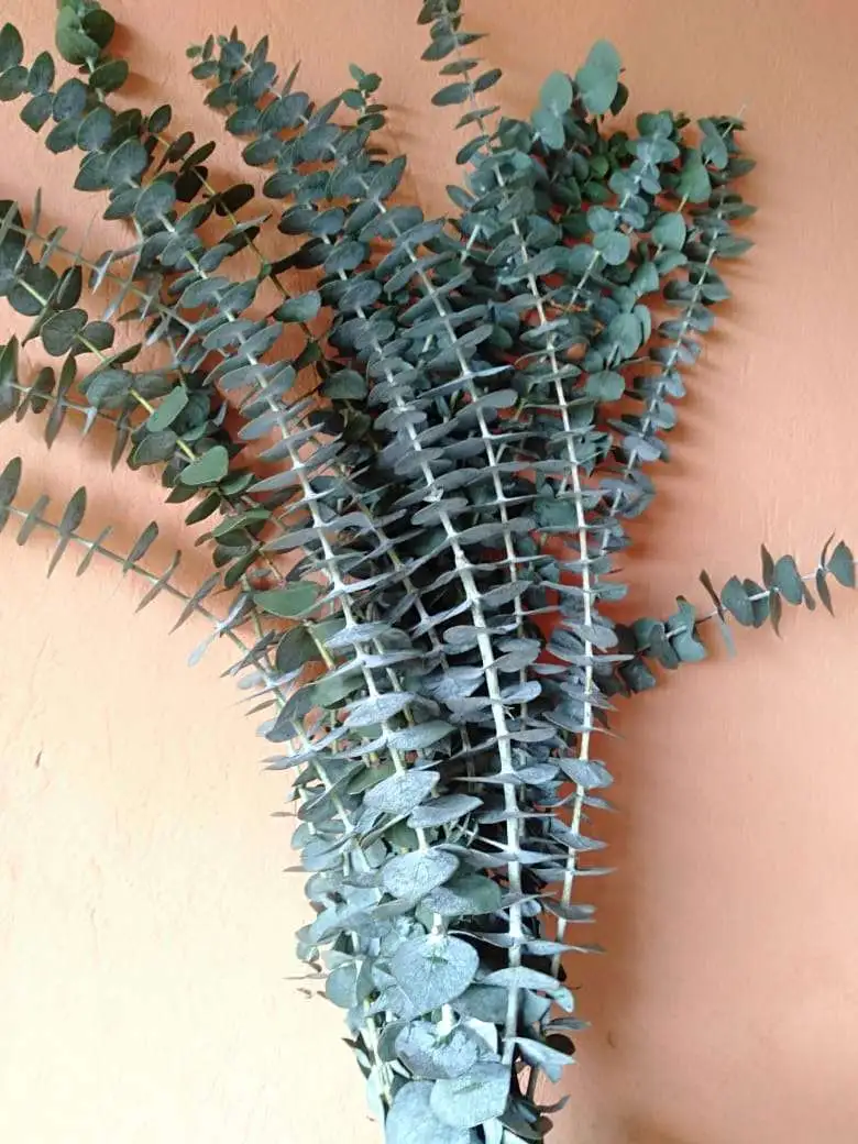 Eucalyptus Baby Blue - Image 2