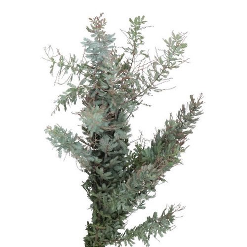 Mimosa (Acacia)