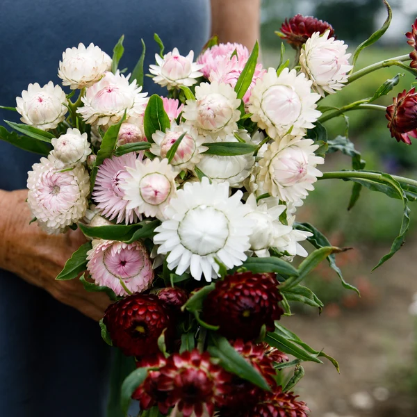 Xerochrysum (Strawflower)