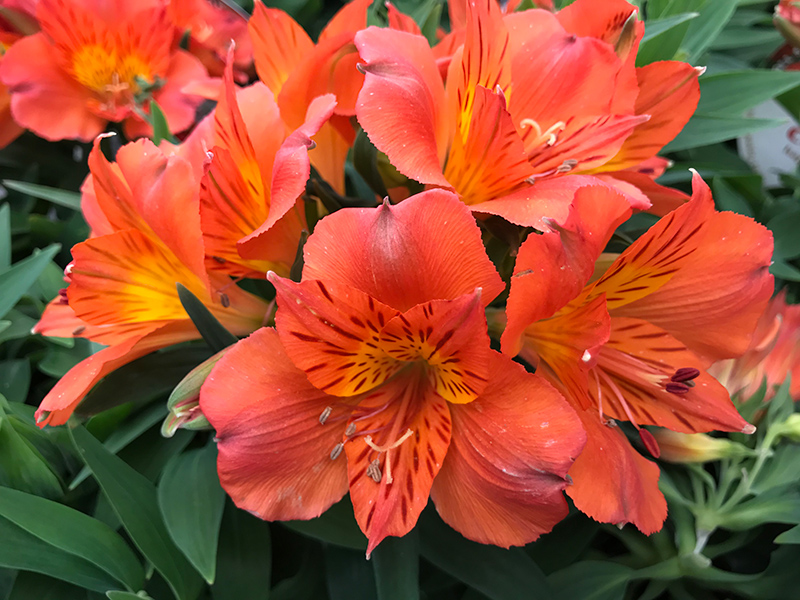 Alstroemeria Orange - Image 2
