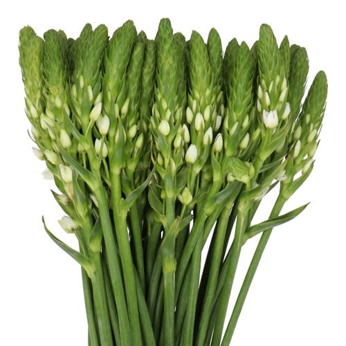 Ornithogalum