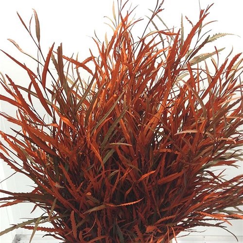 Dyed Grevillea