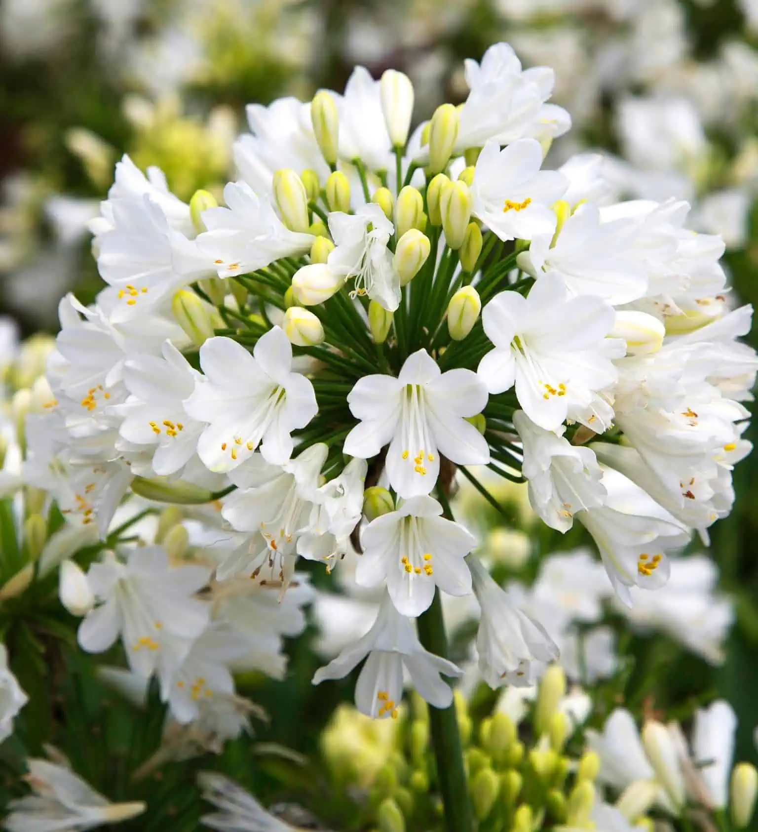 Agapanthus White