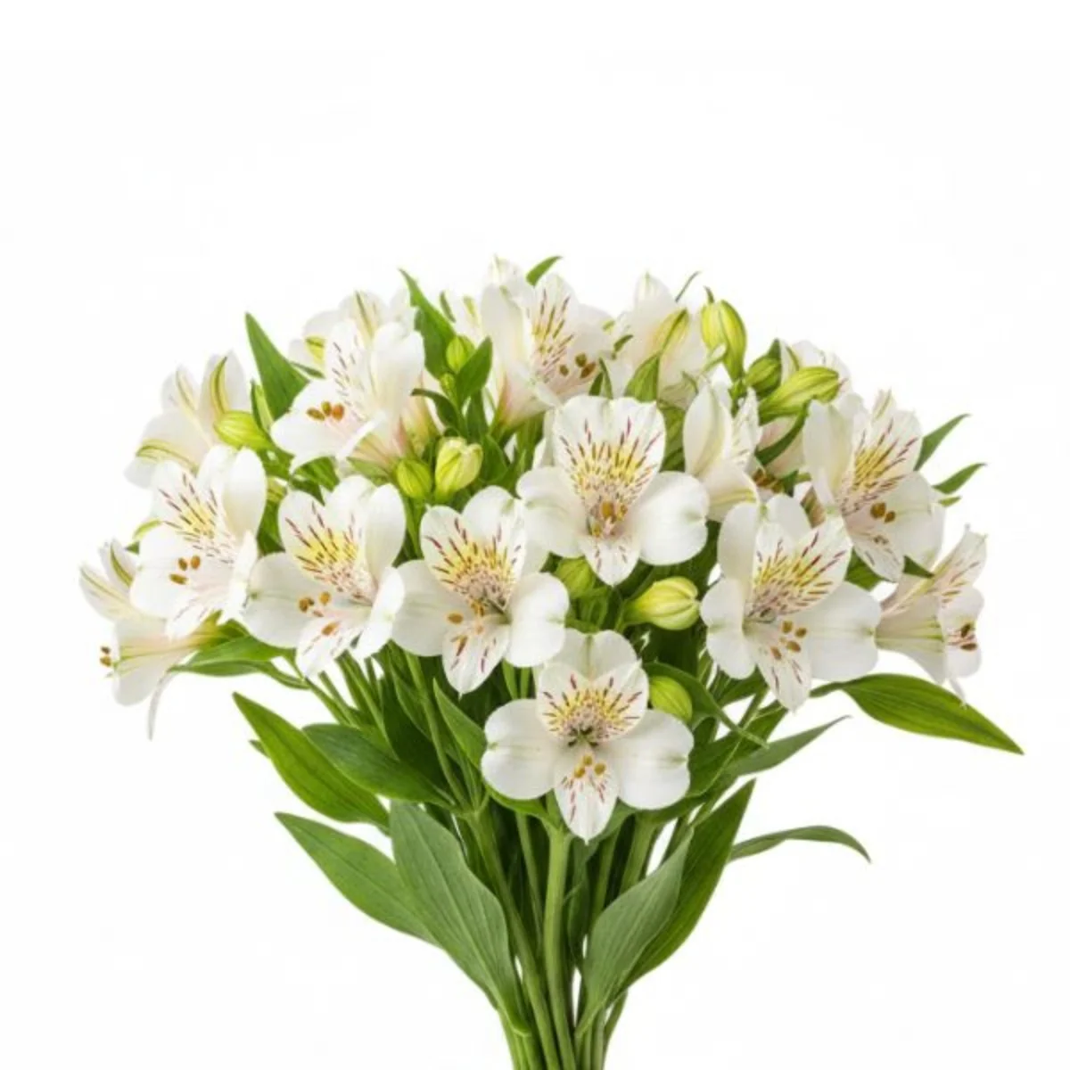 Alstroemeria White Whisper