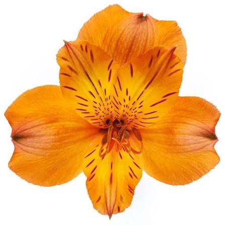 Jaffa Alstroemeria - Image 2