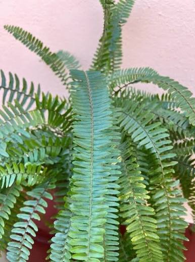 Nephrolepis