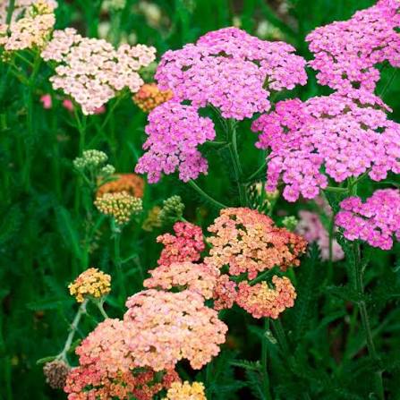 Achillea (Yarrow)